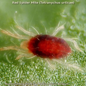 red-spider-mite.jpg