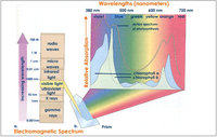 electromagnetic-spectrum-of-chlorophyll.jpeg